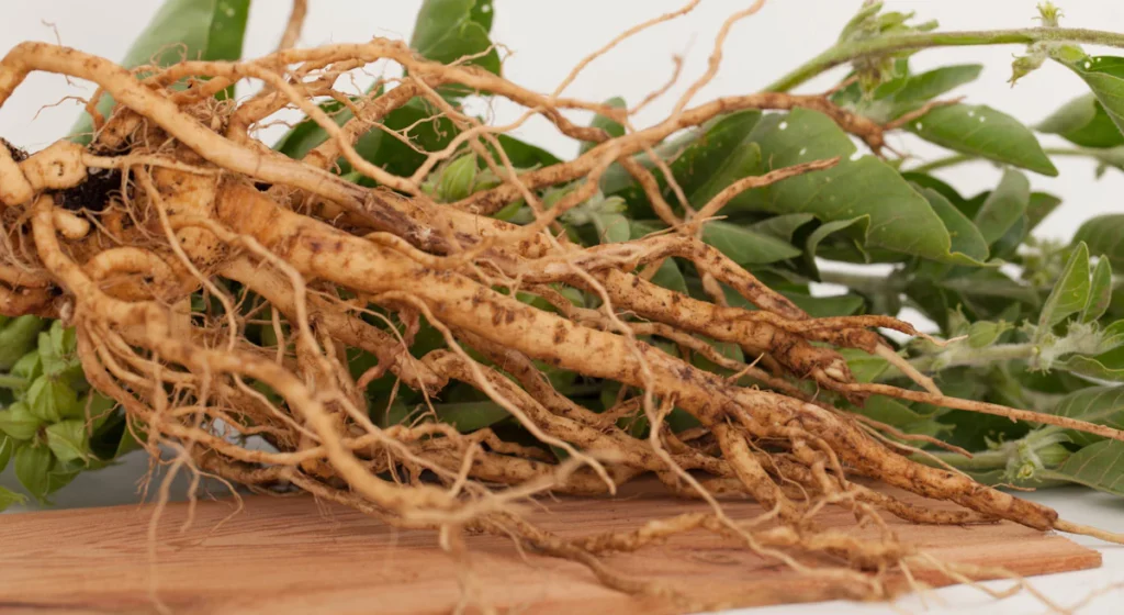 Ashwagandha roots and leaves to fight stress