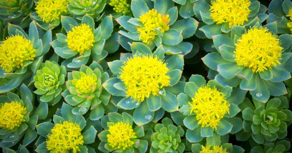 Rhodiola to fight stress